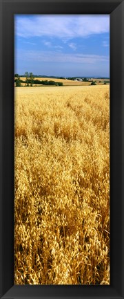 Framed Wheat crop in a field, Willamette Valley, Oregon, USA Print