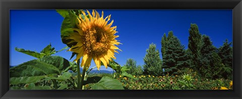 Framed Close up of a sunflower in a field, Hood River, Oregon Print