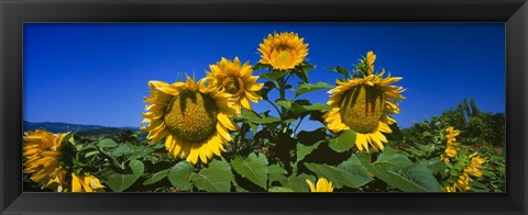 Framed Sunflowers in a field, Hood River, Oregon Print