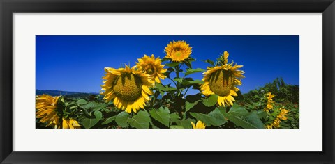 Framed Sunflowers in a field, Hood River, Oregon Print