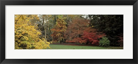 Framed Autumn tree, Gloucestershire, England Print