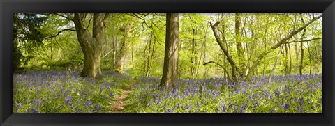 Framed Trees in a forest, Thursford Wood, Norfolk, England Print