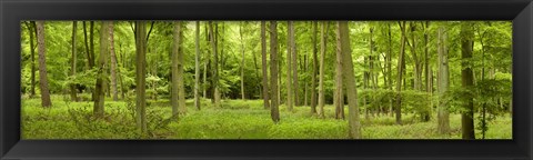 Framed Spring in Thetford Forest, Norfolk, England Print