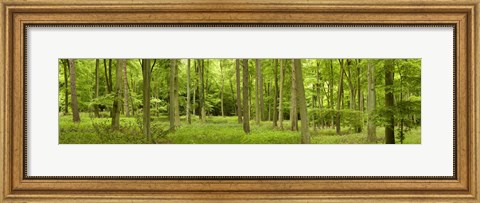 Framed Spring in Thetford Forest, Norfolk, England Print