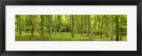 Framed Spring in Thetford Forest, Norfolk, England Print