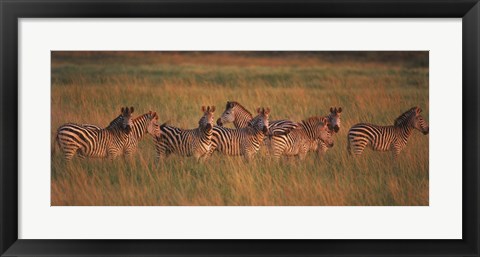 Framed Burchell&#39;s zebras (Equus quagga burchellii) in a forest, Masai Mara National Reserve, Kenya Print