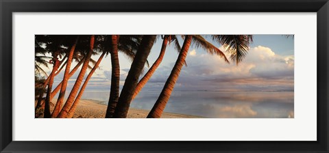 Framed Palm trees on the beach at sunset, Rarotonga, Cook Islands Print