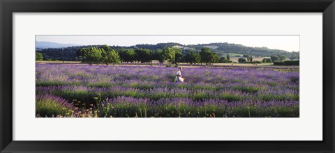 Framed Woman walking with basket through a field of lavender in Provence, France Print