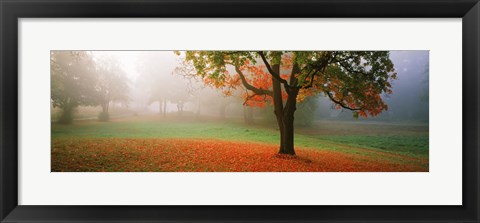 Framed Trees in a park, Djurgarden, Stockholm, Sweden Print