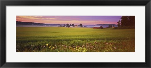 Framed Wildflowers in a field, Finland Print