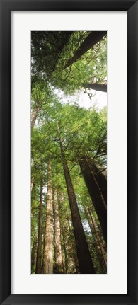 Framed Coast Redwood (Sequoia sempivirens) trees in a forest, California, USA Print