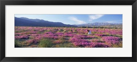 Framed Woman in a Desert Sand Verbena field, Anza Borrego Desert State Park, California, USA Print