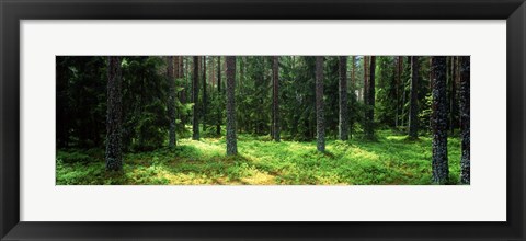 Framed Pine forest, Uppland, Sweden Print