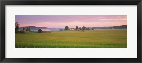 Framed Barn and wheat field across farmlands at dawn, Finland Print