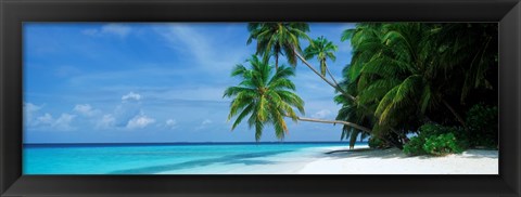 Framed Palm trees on the beach, Fihalhohi Island, Maldives Print