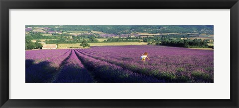 Framed Woman walking through fields of lavender, Provence-Alpes-Cote d&#39;Azur, France Print