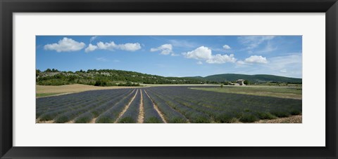 Framed Lavender fields near D701, Simiane-La-Rotonde, Alpes-de-Haute-Provence, Provence-Alpes-Cote d&#39;Azur, France Print