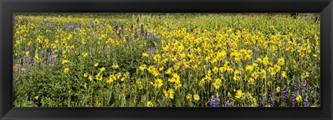 Framed Wildflowers in a field, Crested Butte, Gunnison County, Colorado, USA Print