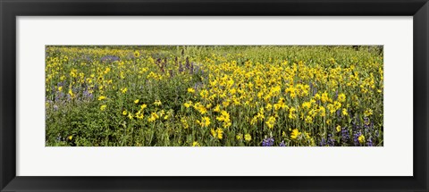 Framed Wildflowers in a field, Crested Butte, Gunnison County, Colorado, USA Print