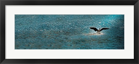 Framed Bird taking off over water Print