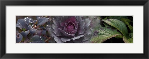 Framed Close-up of leaves and ornamental cabbage with water droplets Print