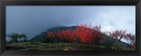 Framed Trees in autumn at dusk, Provence-Alpes-Cote d&#39;Azur, France Print