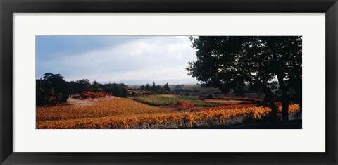 Framed Autum in the Vineyards, Provence-Alpes-Cote d&#39;Azur, France Print