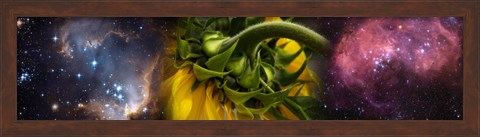 Framed Sunflower in the Hubble cosmos Print