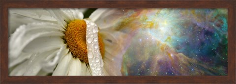 Framed Daisy with Hubble cosmos Print