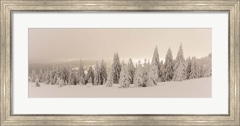 Framed Snow covered trees on a hill, Feldberg, Black Forest, Baden-Wurttemberg, Germany Print