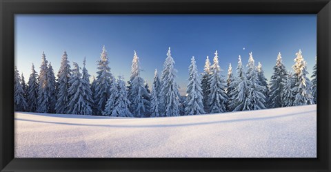 Framed Snow covered trees on a landscape, Belchen Mountain, Black Forest, Baden-Wurttemberg, Germany Print