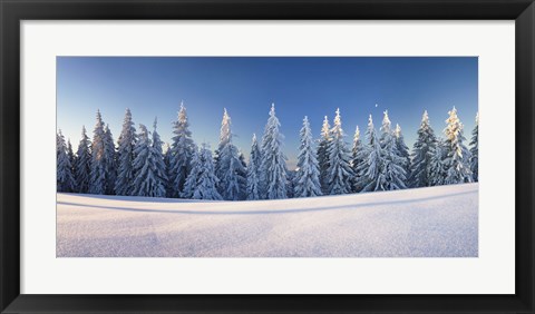 Framed Snow covered trees on a landscape, Belchen Mountain, Black Forest, Baden-Wurttemberg, Germany Print