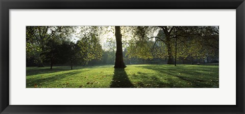 Framed Trees in a park, St. James&#39;s Park, Westminster, London, England Print