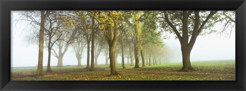 Framed Trees in a park during fog, Wandsworth Park, Putney, London, England Print