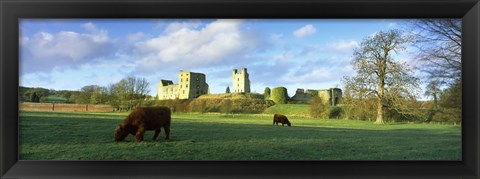 Framed Highland cattle grazing in a field, Helmsley Castle, Helmsley, North Yorkshire, England Print