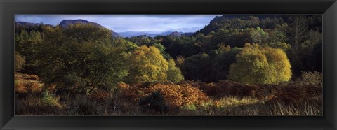 Framed Trees on a mountain, Glen Carron, Highlands Region, Inverness-Shire, Scotland Print