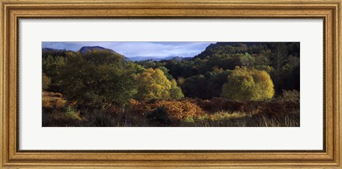 Framed Trees on a mountain, Glen Carron, Highlands Region, Inverness-Shire, Scotland Print