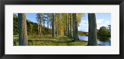 Framed Poplar Treelined at the riverside, River Tweed, Maxton, Newtown St. Boswells, Scotland Print