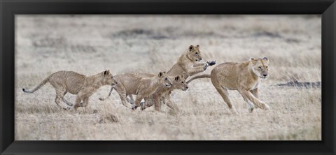 Framed Lioness (Panthera leo) and cubs at play, Kenya Print