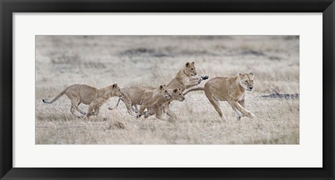 Framed Lioness (Panthera leo) and cubs at play, Kenya Print