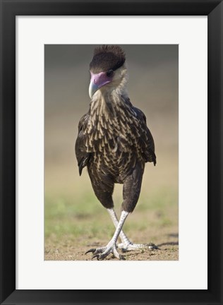 Framed Close-up of a Crested caracara (Polyborus plancus), Brazil Print