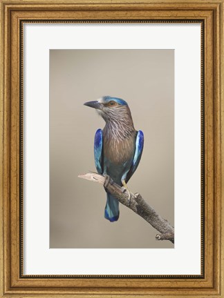 Framed Close-up of an Indian roller (Coracias benghalensis), India Print