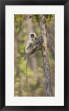 Framed Hanuman langur (Semnopithecus entellus) on a tree, India Print