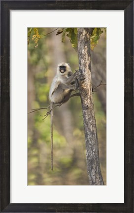 Framed Hanuman langur (Semnopithecus entellus) on a tree, India Print