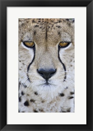 Framed Close-up of a cheetah (Acinonyx jubatus), Tanzania Print