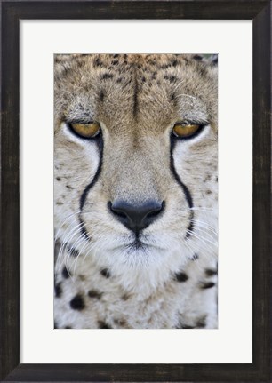 Framed Close-up of a cheetah (Acinonyx jubatus), Tanzania Print