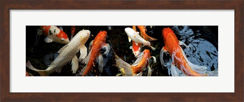 Framed Koi Carp swimming underwater Print