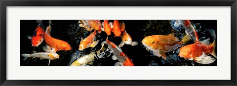 Framed Koi Swimming Print