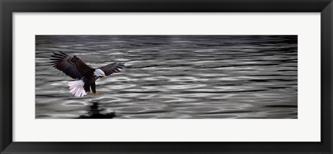 Framed Eagle over water Print