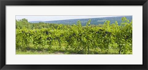 Framed Grapevines in a vineyard, Finger Lakes, New York State, USA Print